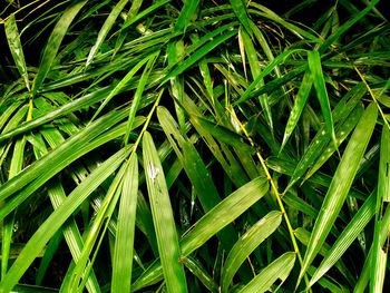 High angle view of dew on grass