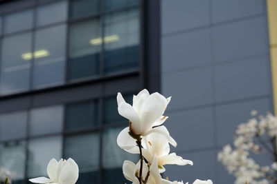 Close-up of fresh white flowers blooming in tree