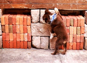 View of a cat against wall