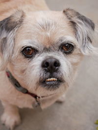 Close-up portrait of dog