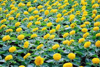 Full frame shot of yellow flowers blooming in field