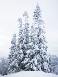 Trees on snow covered landscape