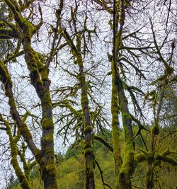 Low angle view of trees in forest