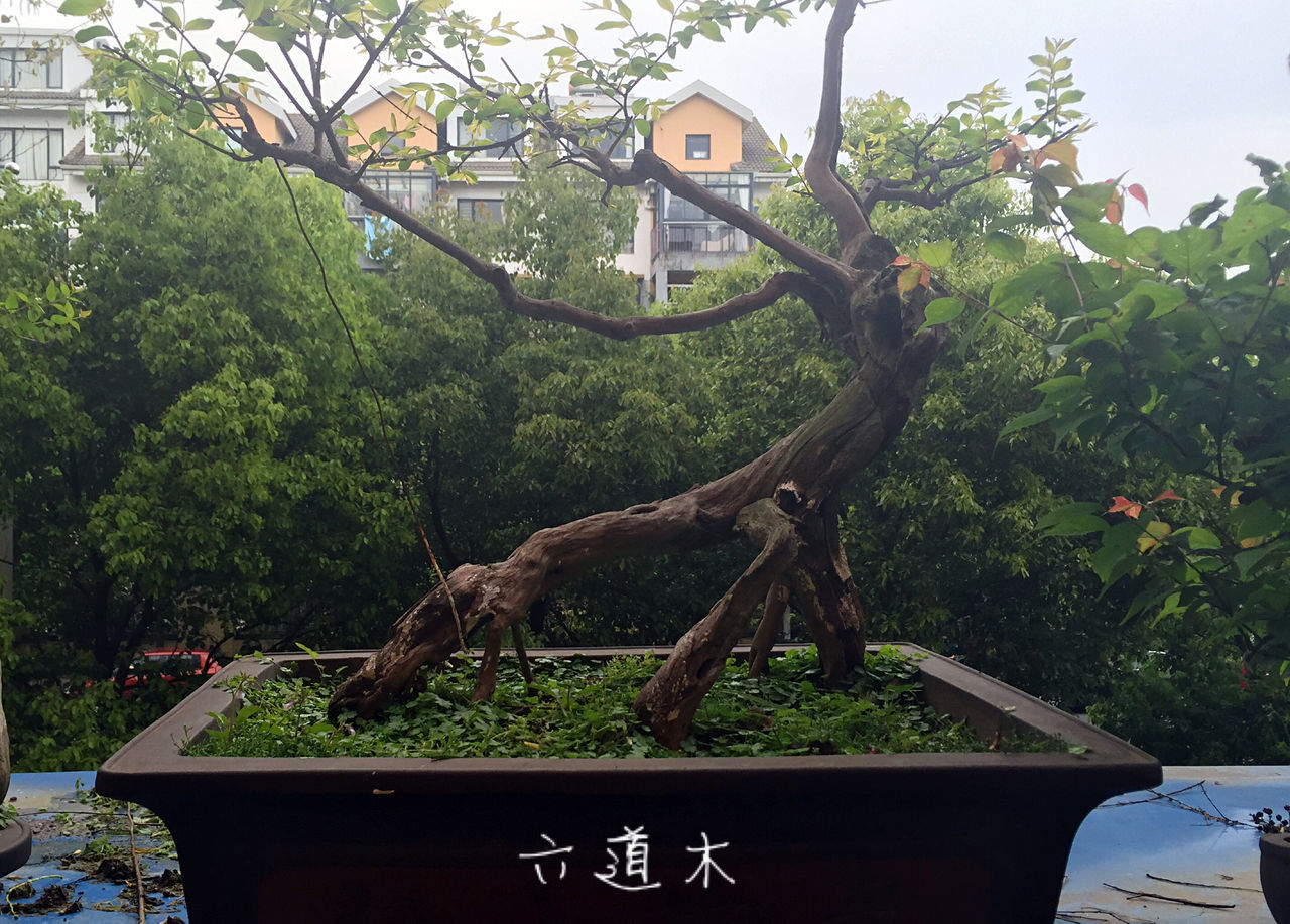 tree, text, communication, western script, built structure, architecture, building exterior, day, information sign, connection, growth, outdoors, sign, no people, non-western script, bridge - man made structure, river, transportation, railing, city