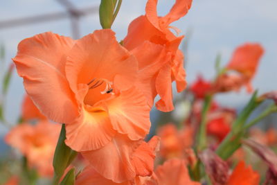 Close-up of red flowering plant