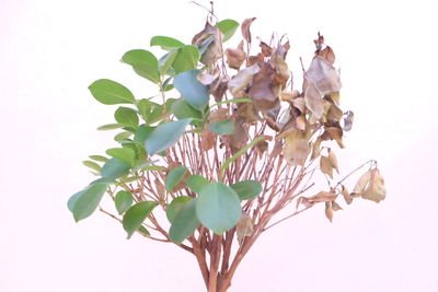 Close-up of wilted plant against white background