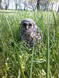 Portrait of owl in grass