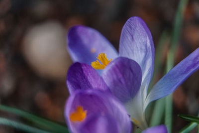 Close-up of purple crocus flower
