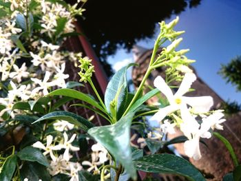 Close-up of flowers