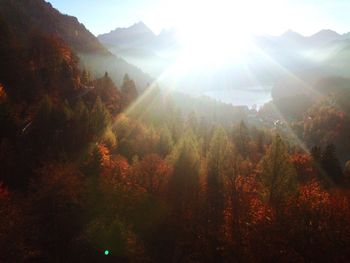 Sun shining through trees