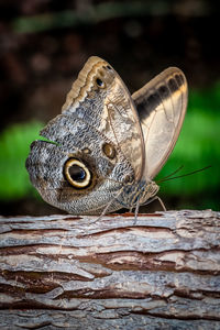 Butterfly at butterfly biosphere at thanksgiving point