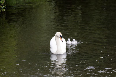 Swan swimming in lake