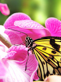 Close-up of butterfly pollinating on pink flower