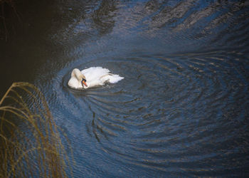 High angle view of swan swimming in lake