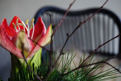 Close-up of pink flowering plant