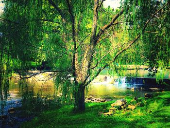 Scenic view of trees in forest