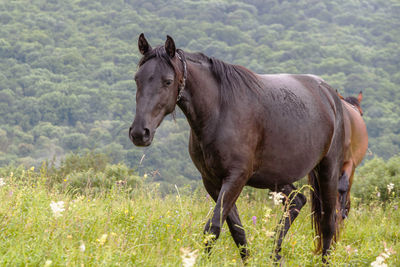 Horse standing in a field