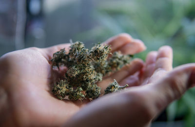 Close-up of woman holding marijuana 