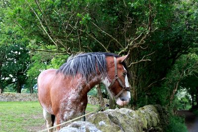 Side view of a horse on land