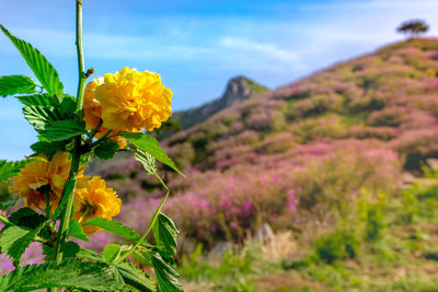 Close-up of yellow flowering plant on field