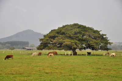 Sheep grazing in a field