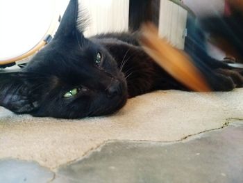 Close-up portrait of black dog lying down