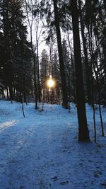 Trees on snow covered landscape