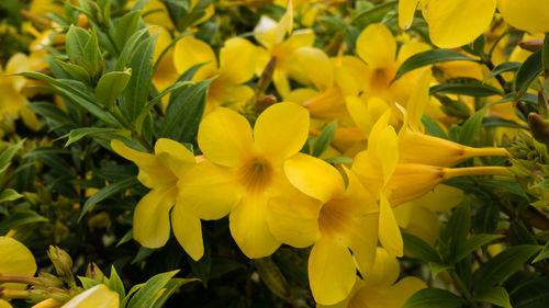 Close-up of yellow flowers blooming outdoors