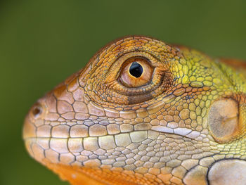 Lizard eye closeup