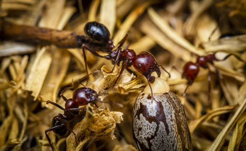 Macro-photo of red ants fraging for food