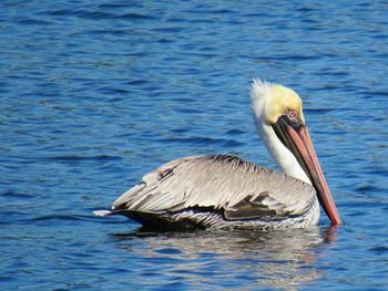 View of heron in lake