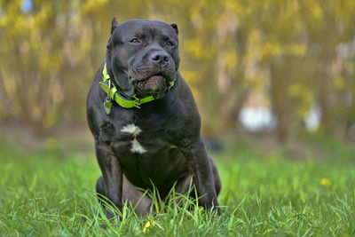 Portrait of a dog on field