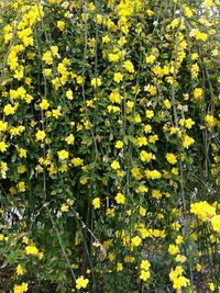 Close-up of yellow flowering plants in field