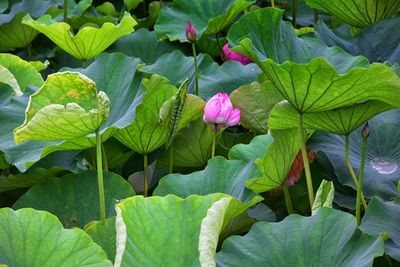 Close-up of pink flowering plant leaves