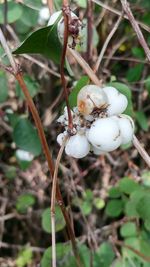 Close-up of mushrooms growing on plant