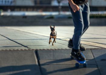 Low section of person with dog on footpath