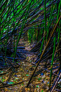 Full frame shot of green leaves