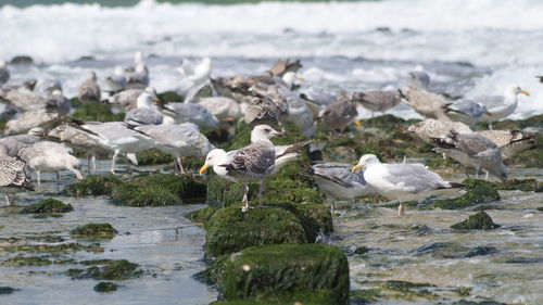 Seagulls perching on lake