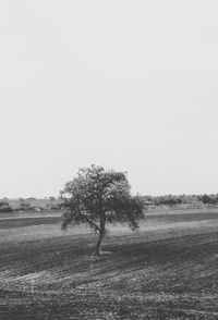 Tree on field against clear sky
