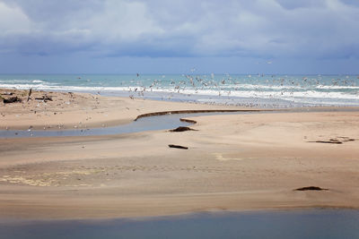 Seagulls flying over san gregorio lagoon and beach