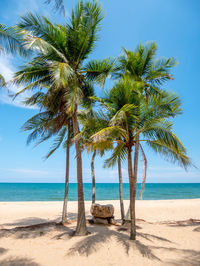 Palm trees on beach against sky