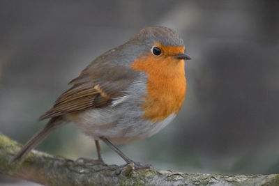 Close-up of bird perching outdoors