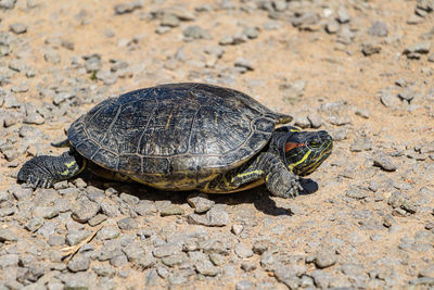 Close-up of turtle on field