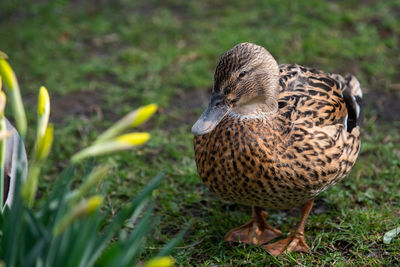 Close-up of a duck