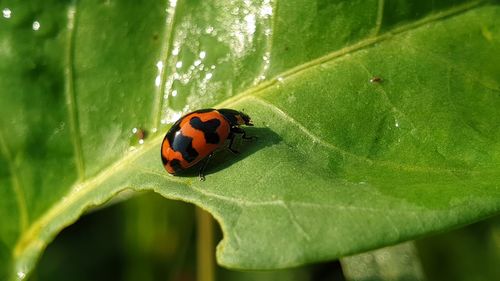 Close-up of ladybug on leaf