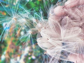 Close-up of dandelion on plant