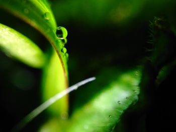 Close-up of insect on leaf