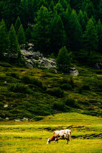 Cow grazing on field against trees