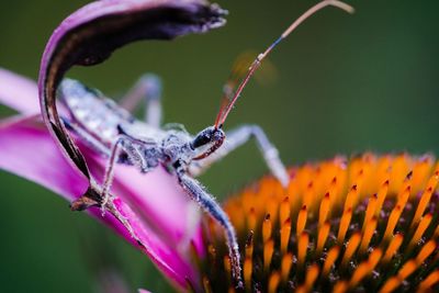 Close-up of insect on purple flower