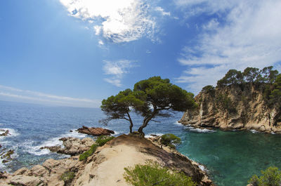 Trees growing on rocky shore by sea against sky